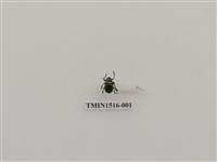 藏品(鞘翅目(二))的圖片